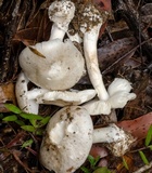 Amanita marmorata image