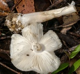 Amanita marmorata image