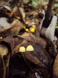 Mycena oregonensis image