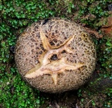 Gyroporus furvescens image