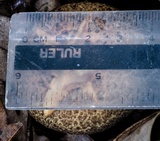 Gyroporus furvescens image