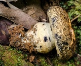 Gyroporus furvescens image