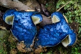 Gyroporus furvescens image