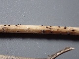 Pleospora herbarum image