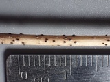 Pleospora herbarum image