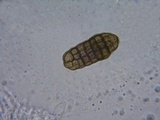 Pleospora herbarum image