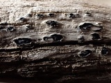 Mellitiosporiella macrospora image