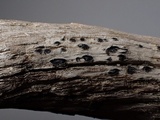 Mellitiosporiella macrospora image