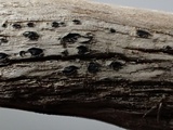 Mellitiosporiella macrospora image