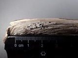 Mellitiosporiella macrospora image