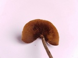 Psilocybe banderillensis image