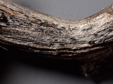 Mellitiosporiella macrospora image