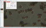 Psilocybe banderillensis image
