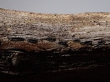 Mellitiosporiella macrospora image