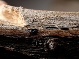 Mellitiosporiella macrospora image