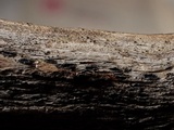 Mellitiosporiella macrospora image