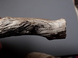 Mellitiosporiella macrospora image