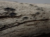 Mellitiosporiella macrospora image