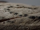 Mellitiosporiella macrospora image