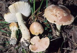 Amanita persicina image