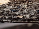 Mellitiosporiella macrospora image
