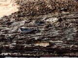 Mellitiosporiella macrospora image