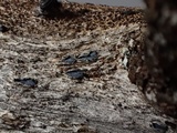 Mellitiosporiella macrospora image
