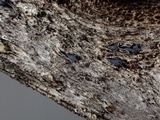 Mellitiosporiella macrospora image