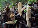 Clavariadelphus occidentalis image