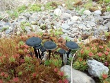 Arrhenia chlorocyanea image