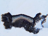 Mellitiosporiella macrospora image