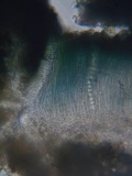 Mellitiosporiella macrospora image