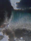 Mellitiosporiella macrospora image