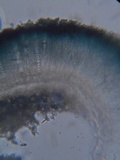 Mellitiosporiella macrospora image