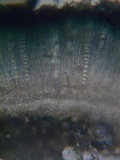 Mellitiosporiella macrospora image
