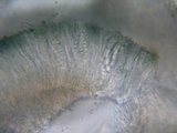 Mellitiosporiella macrospora image