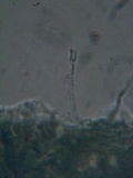 Mellitiosporiella macrospora image