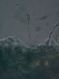 Mellitiosporiella macrospora image