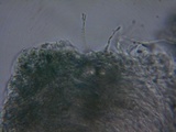 Mellitiosporiella macrospora image