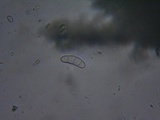 Mellitiosporiella macrospora image