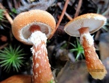 Cystodermella granulosa image