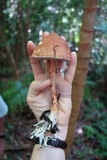 Austroboletus lacunosus image