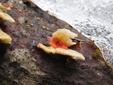 Hormomyces aurantiacus image