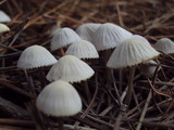 Mycena capillaripes image