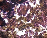 Plectania melastoma image