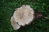 Pluteus petasatus image