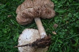 Pluteus petasatus image