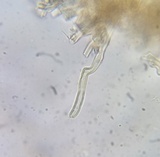 Antrodiella fragrans image