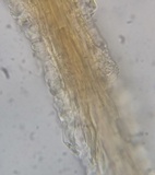 Antrodiella fragrans image