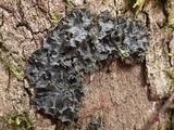 Leptogium cyanescens image